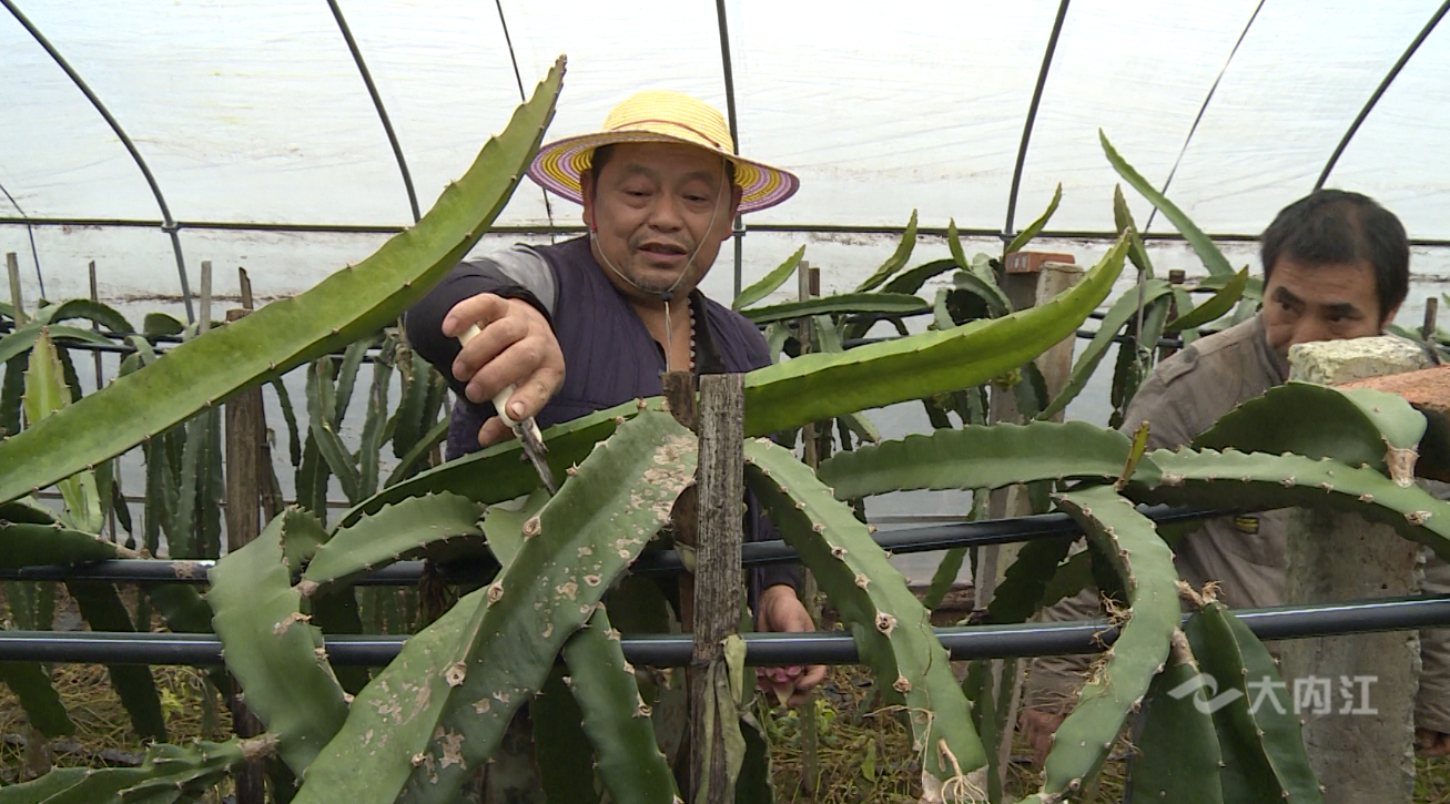 火龙果 (1).png