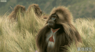 281877_1606812746385108.gif 4.gif