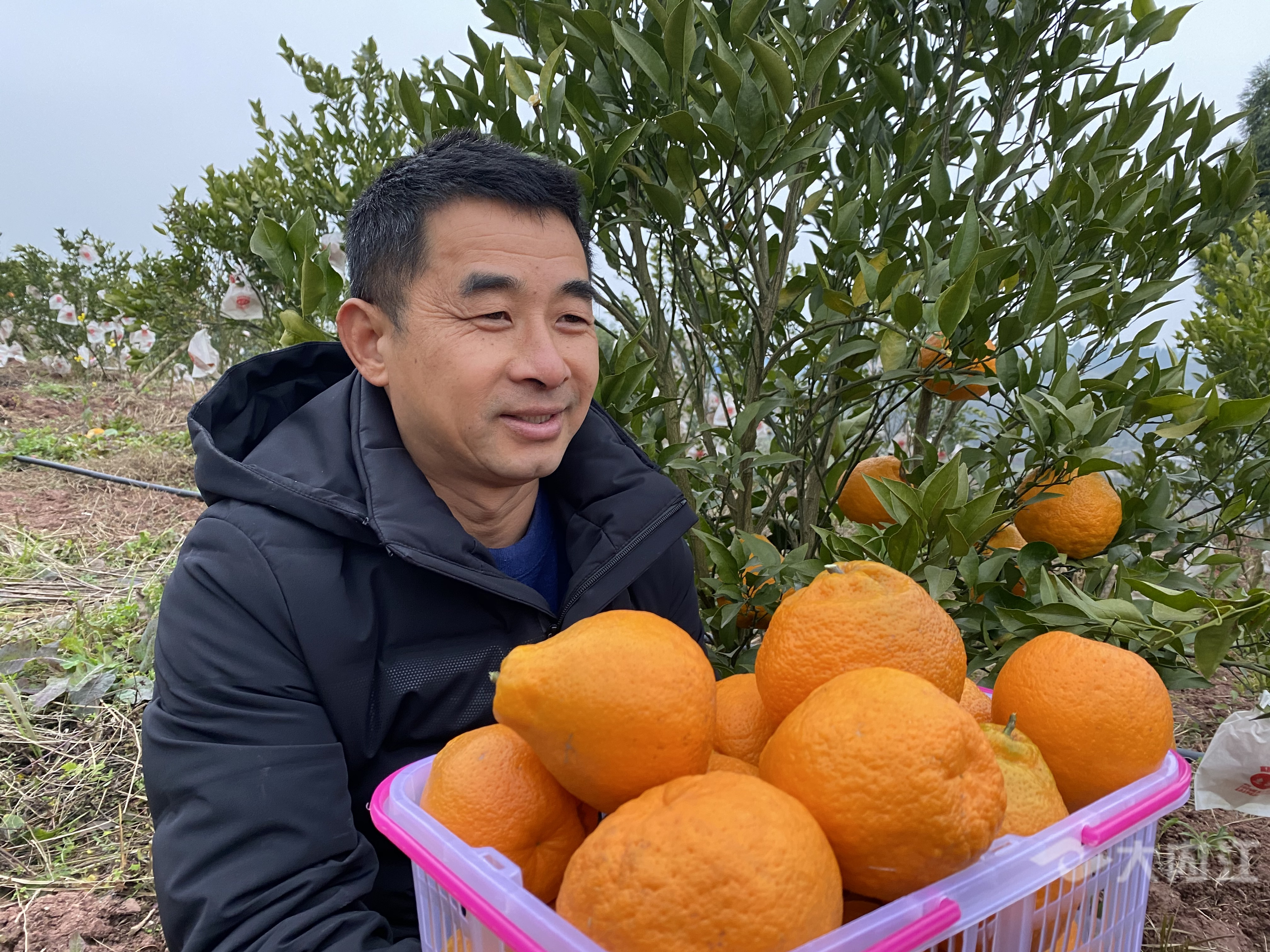 282377_1609984254513881.jpg 果5_副本.jpg
