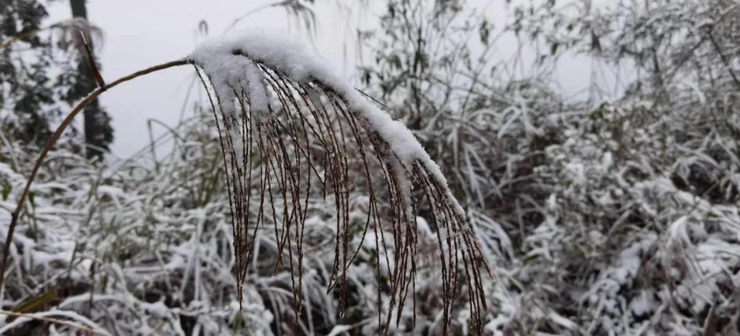 282377_1610096324219256.jpg 雪1.jpg