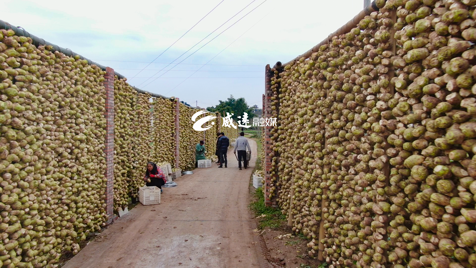 内江这个村大头菜丰收产值高达3000万