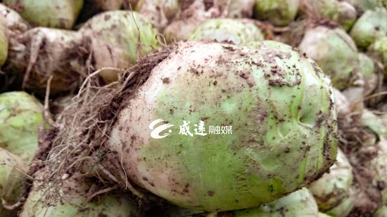 大头菜6.jpg