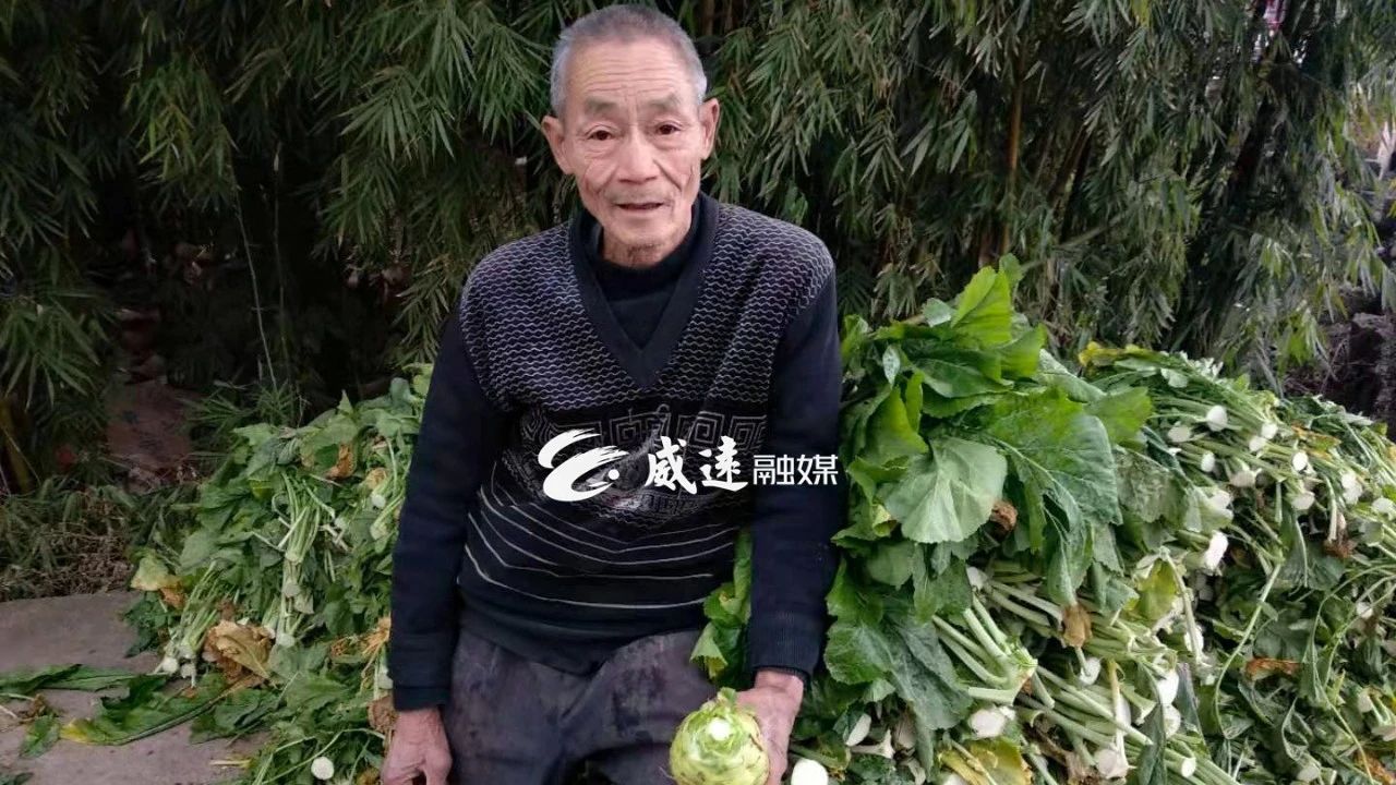 大头菜7.jpg