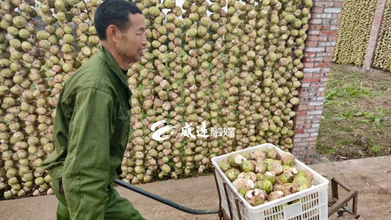 大头菜8.jpg