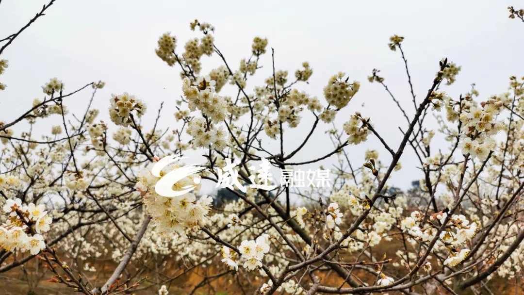 269955_1613269801317314.jpg 4.webp.jpg