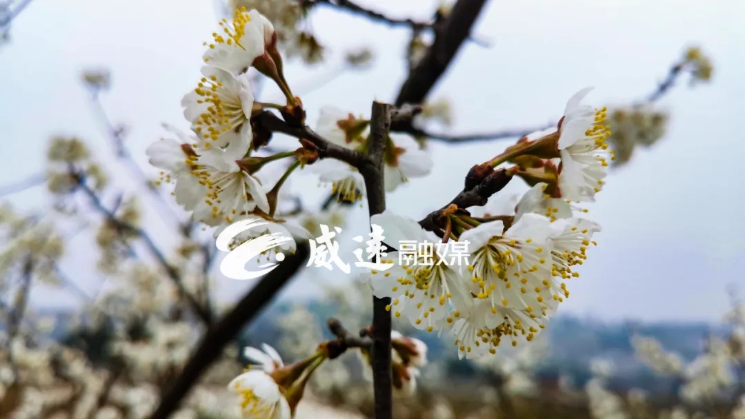 269955_1613269882385616.jpg 12.webp.jpg