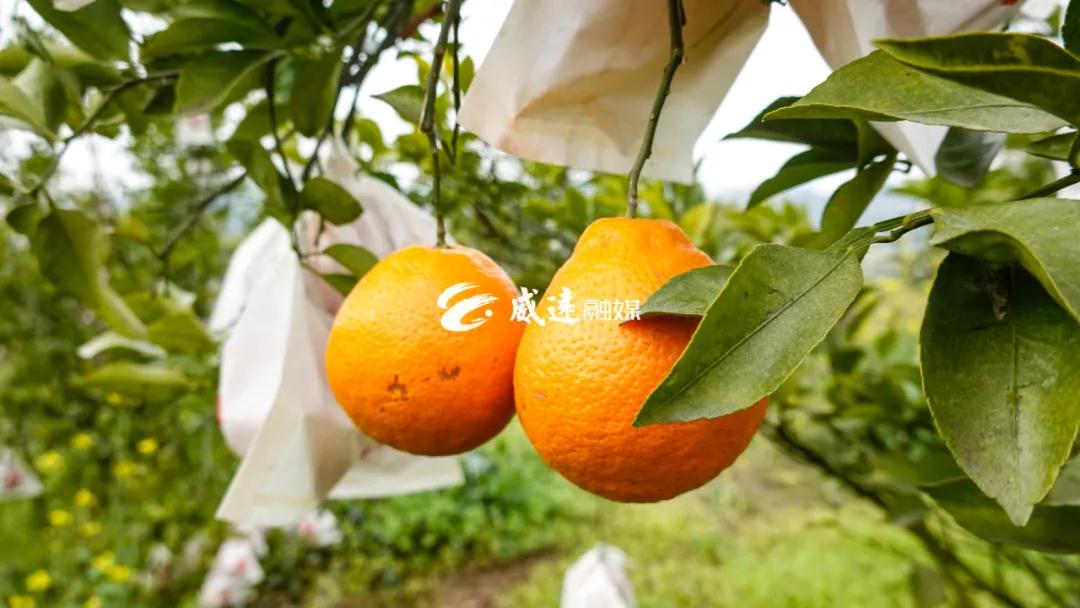 281876_1613370274312841.jpg 微信图片_20210215143219.jpg