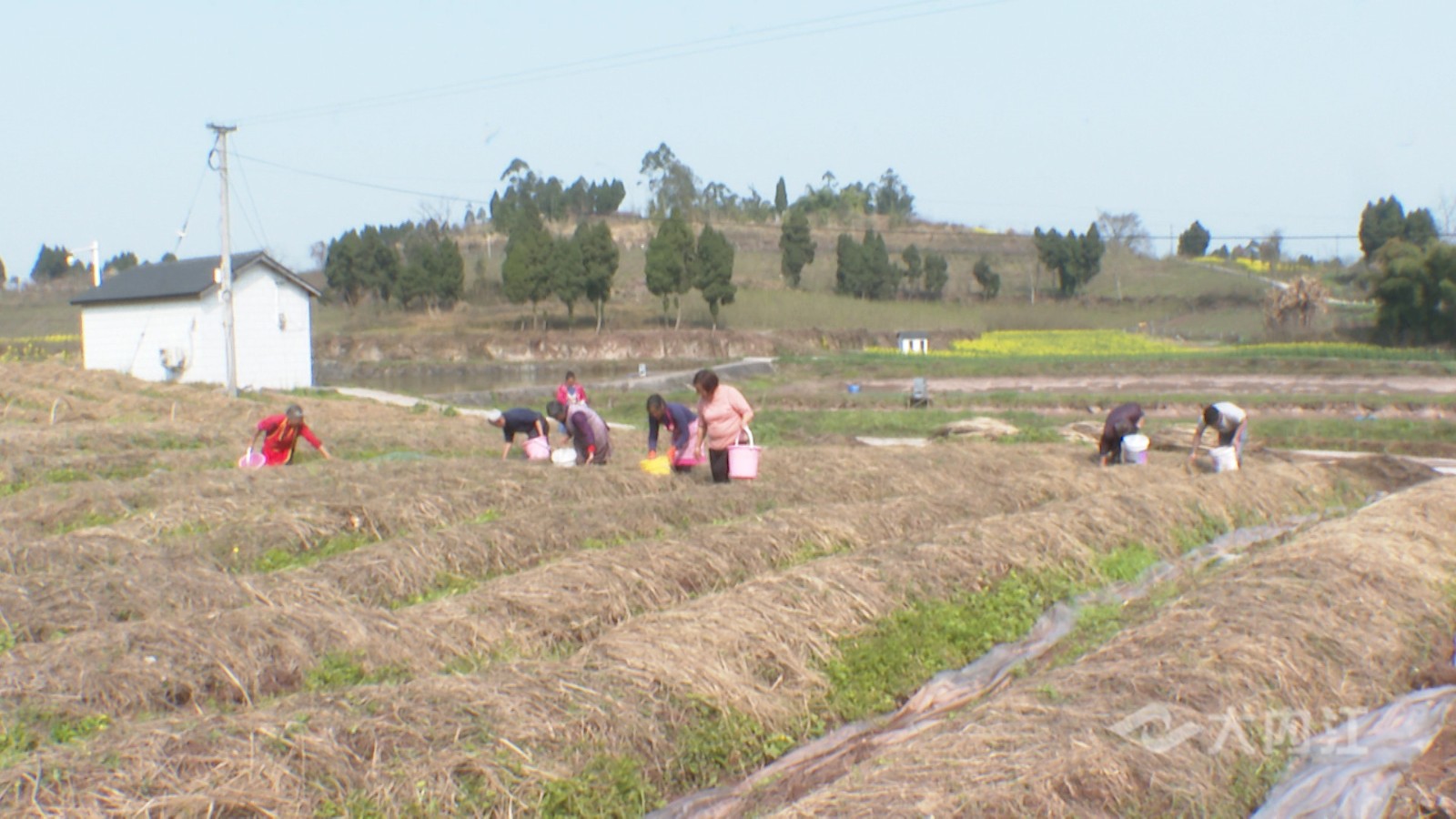 282022_1614328181945908.jpg 大球盖菇丰收1.jpg