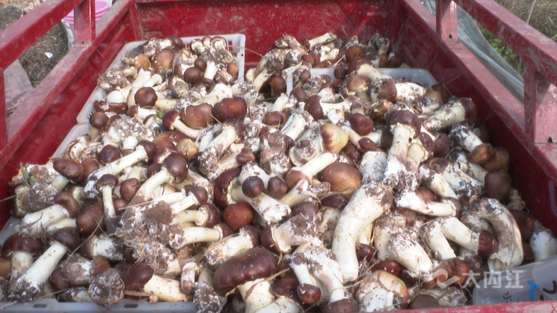 282022_1614328202559966.jpg 大球盖菇丰收7.jpg