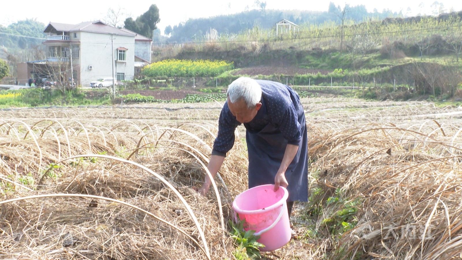 282022_1614328242250959.jpg 大球盖菇丰收4.jpg