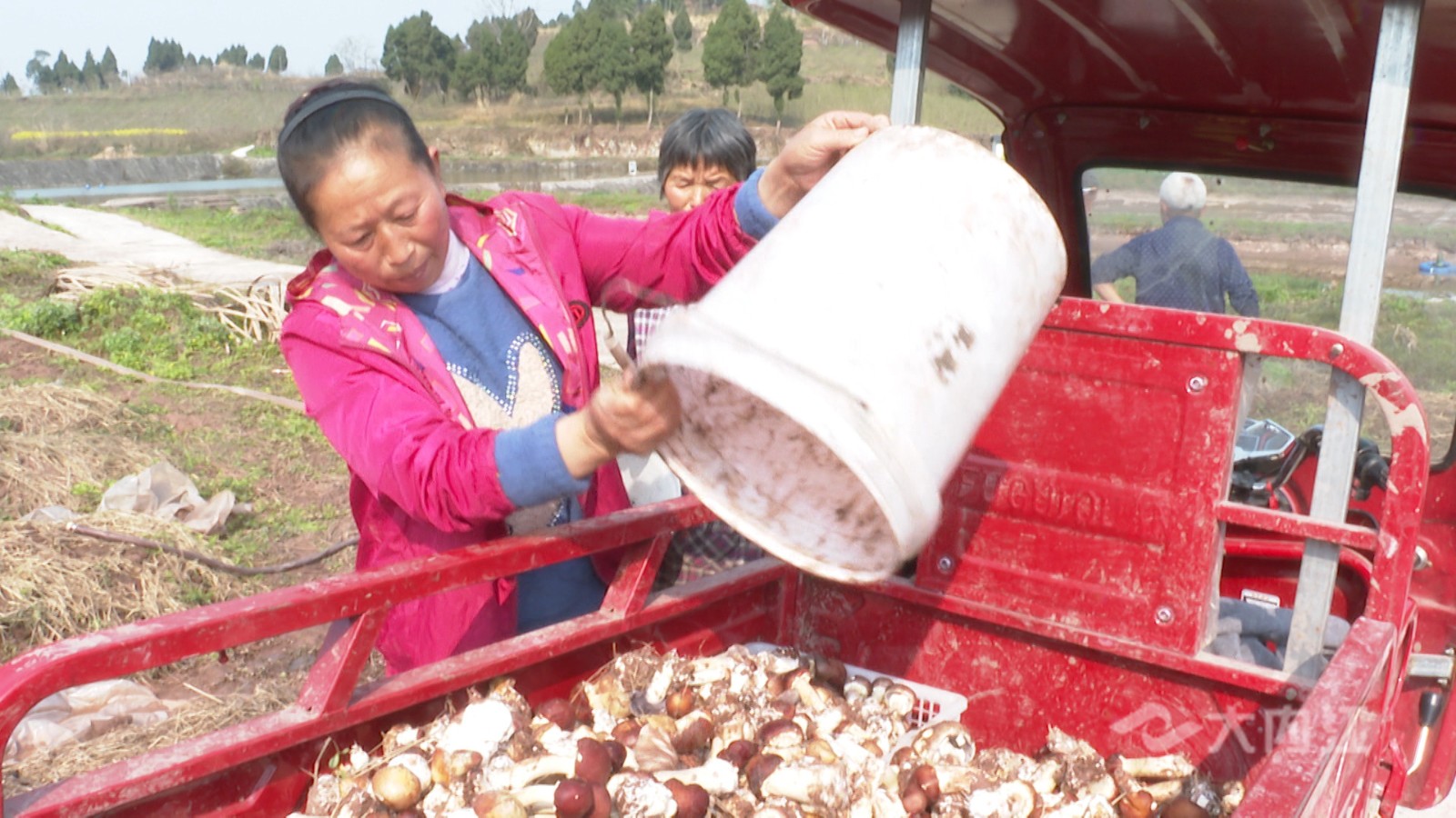 282022_1614328256388070.jpg 大球盖菇丰收8.jpg