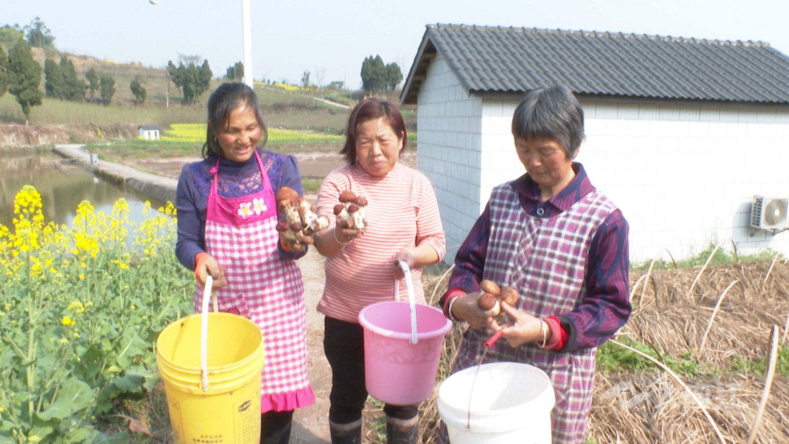 282022_1614328271675786.jpg 大球盖菇丰收6.jpg