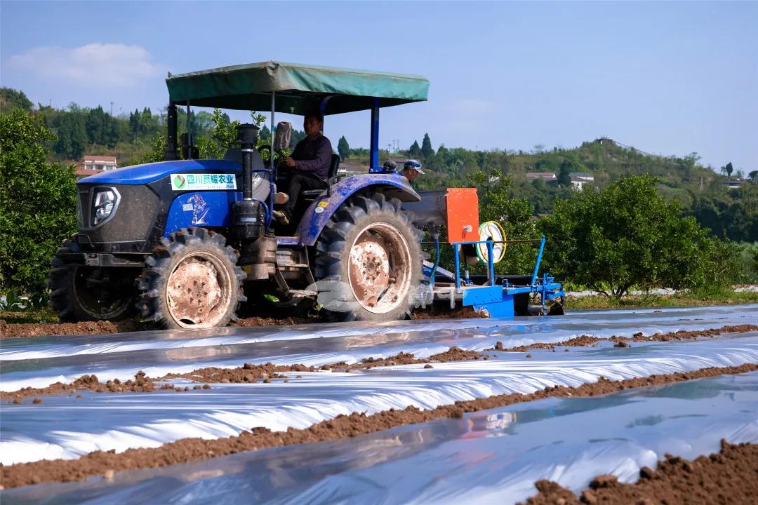 内江600亩辣椒机械化种植,换个角度感受春耕美