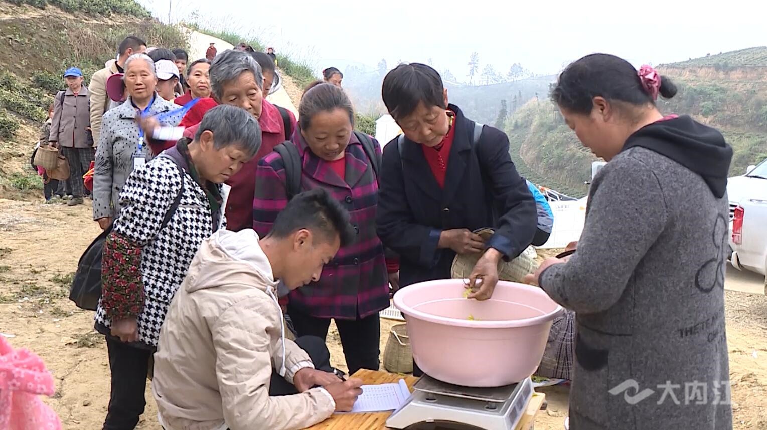 奶白茶苗价格走势