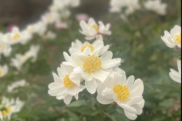 282035_1617972580247151.jpg 微信图片_20210409204759.jpg