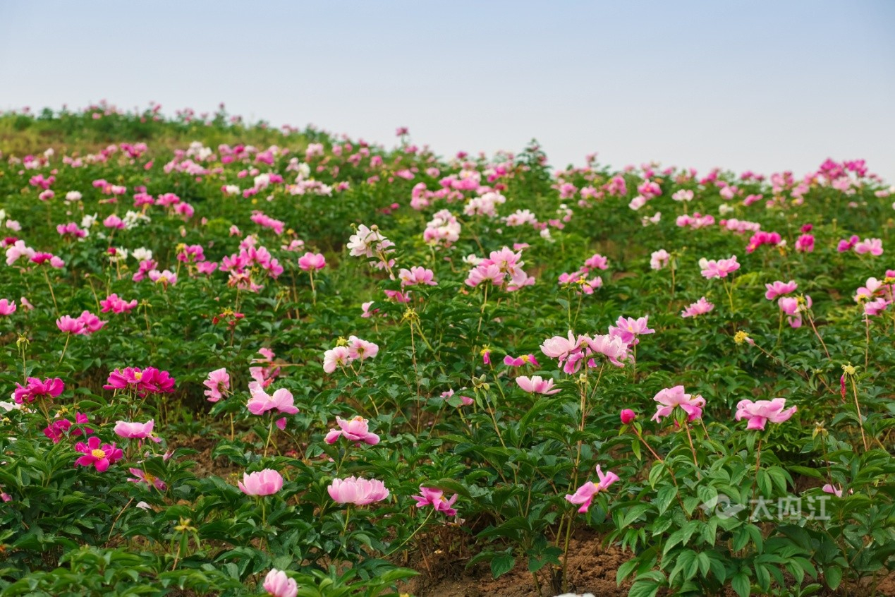 282035_1617972618225088.jpg 1.jpg