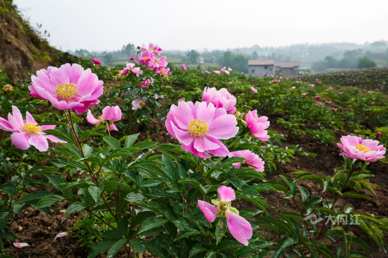 282035_1617972671239822.jpg 12.jpg