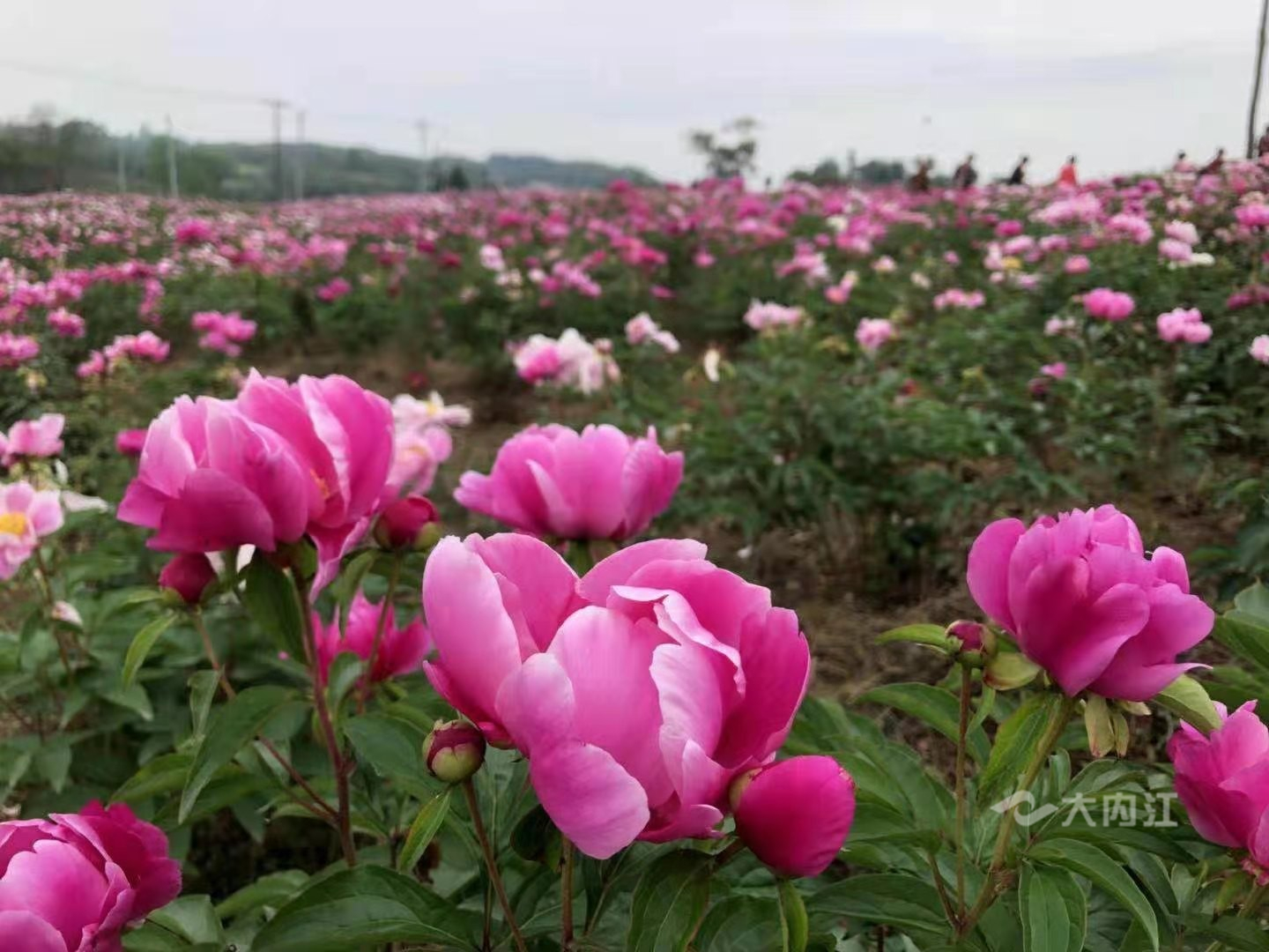 282035_1617974179405781.jpg 8.jpg