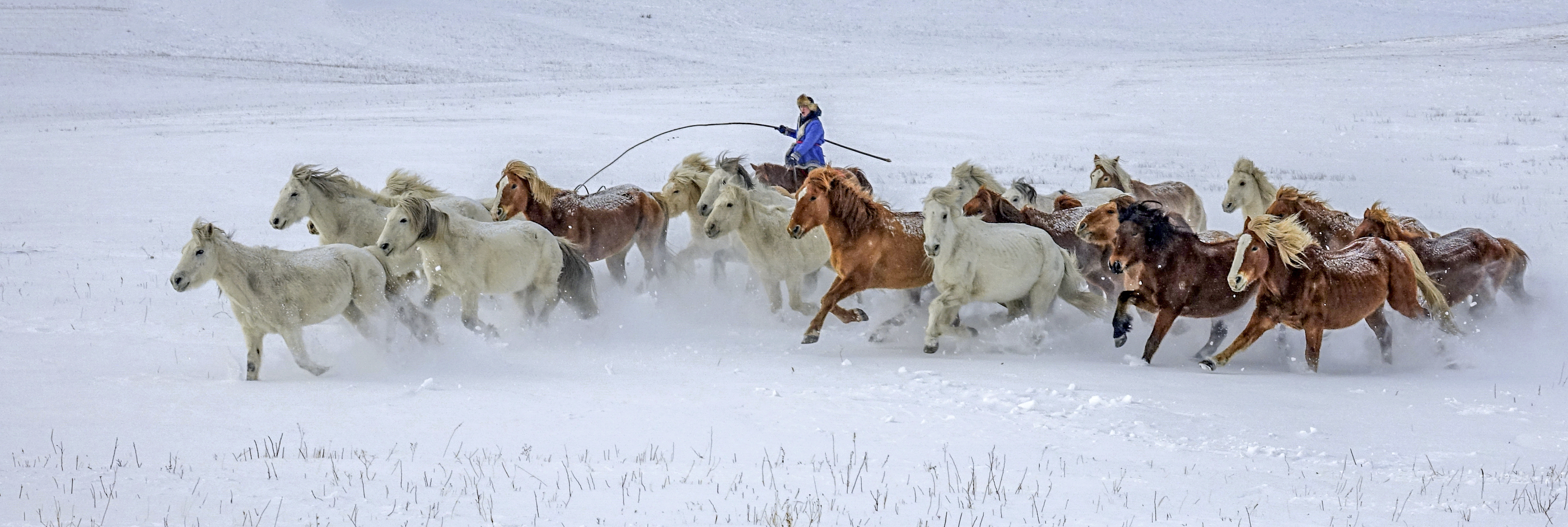286033_1619423434274686.jpg 雪地奔马.jpg