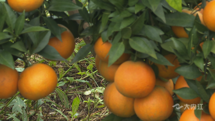 282035_1637720194229024.png 微信图片_20211124101516.png