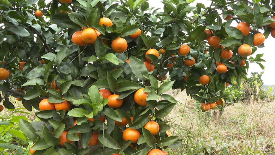 281876_1638326853820742.png 微信图片_20211201104642.png