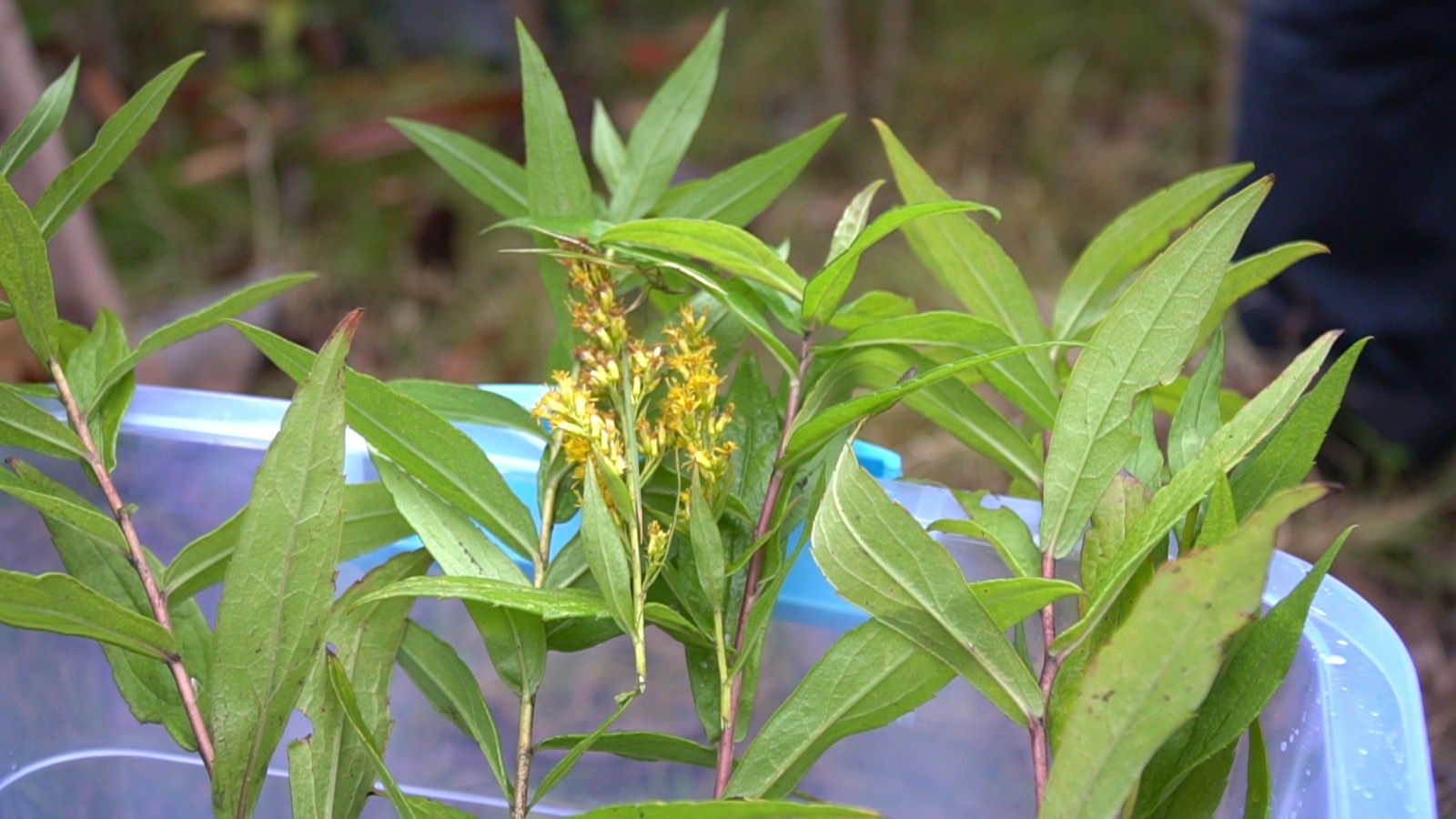 據瞭解,加拿大一枝黃花是來自北美的菊科植物,它繁殖力極強,傳播速度