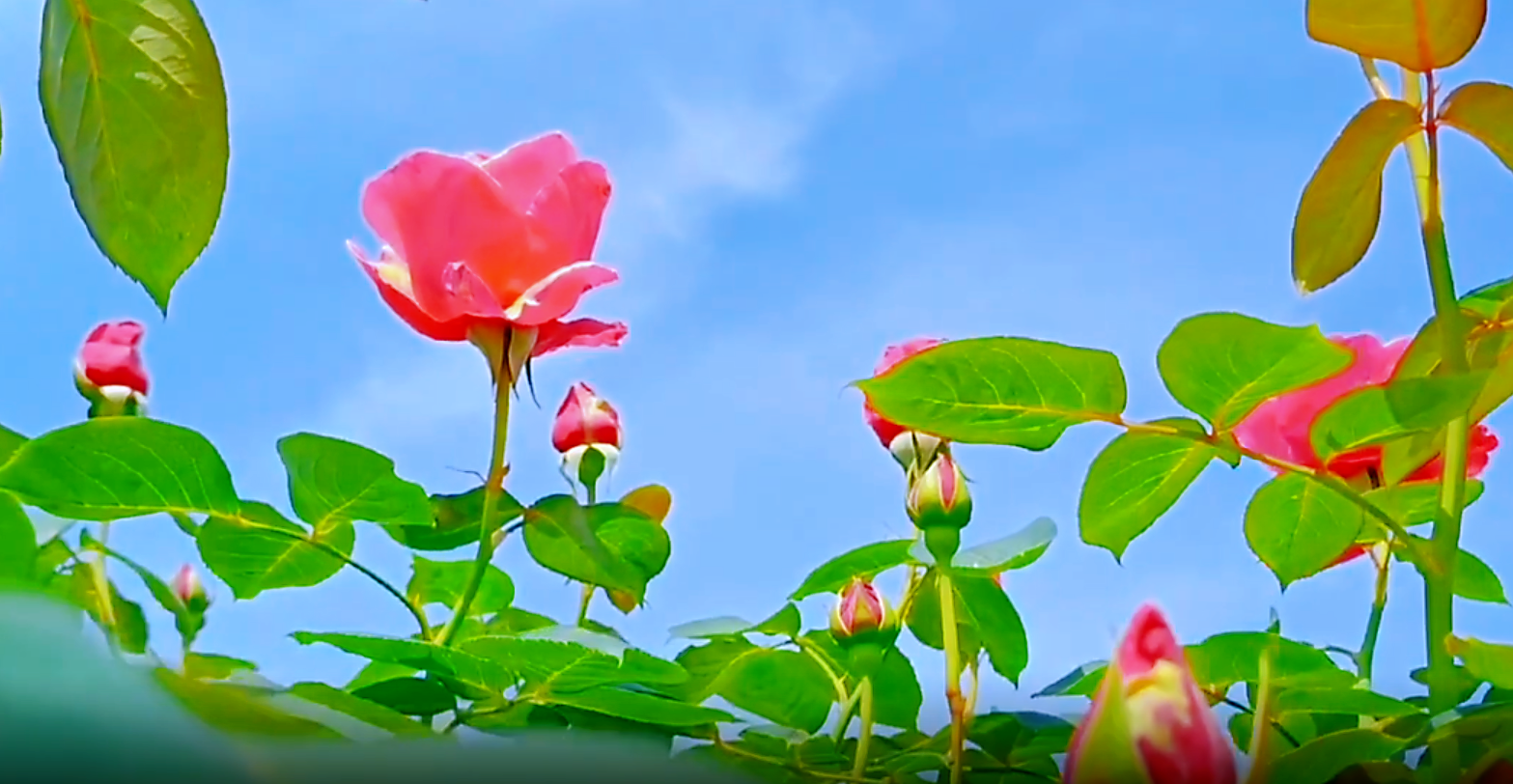 282126_1649474390999303.png 微信截图_20220409111458.png