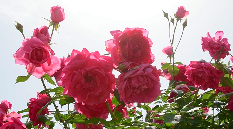 282126_1650420532369816.png 微信图片_20220420100323.png