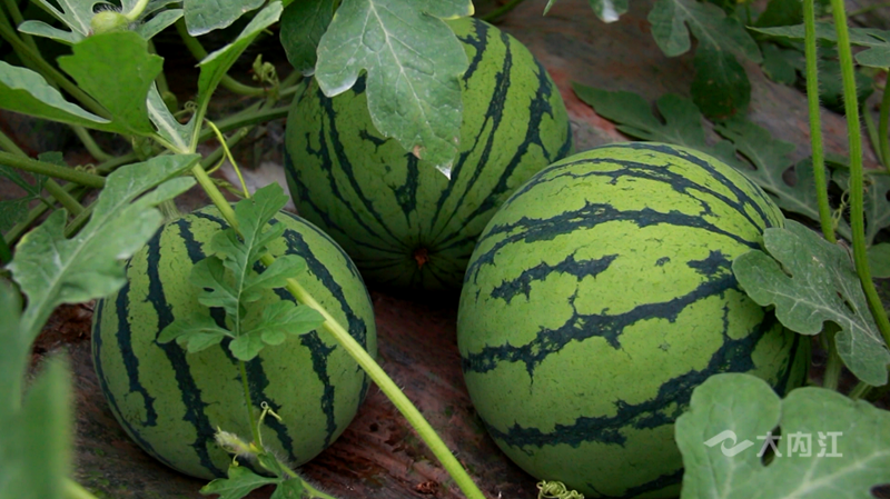 282126_1652065971363265.png 微信图片_20220509110459.png