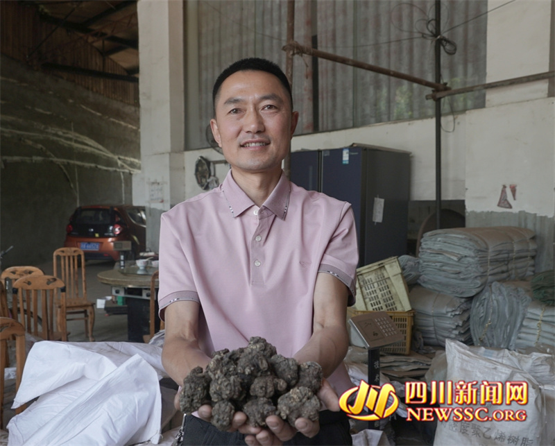 子承父业,王小璞一生都在和川芎打交道。.jpg 子承父业,王小璞一生都在和川芎打交道。.jpg