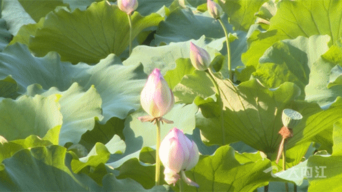 320608_1657869233871813.gif HA2_副本.gif