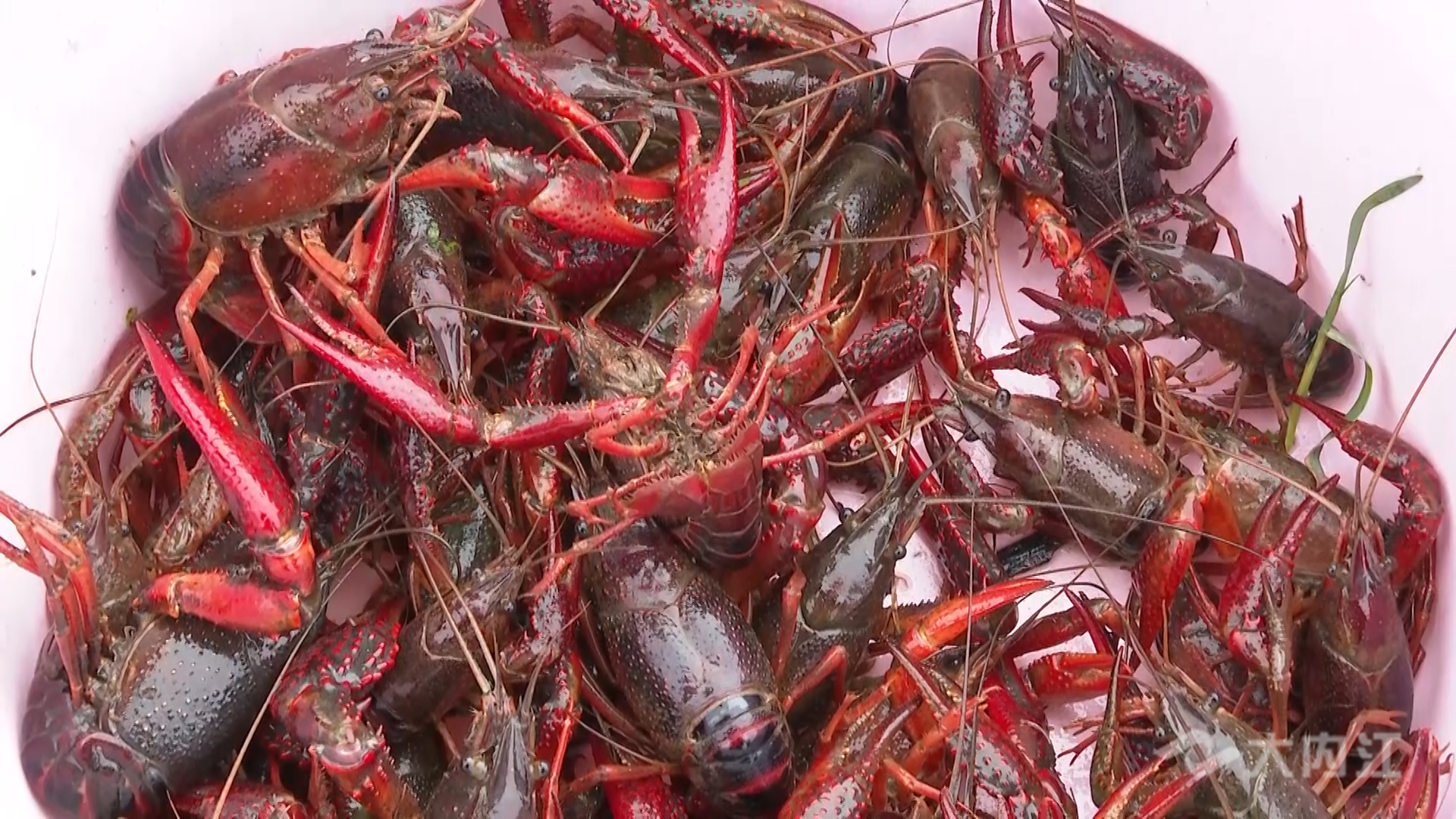 323896_1657696119537508.jpg 117_6669_01.00_30_51_23.静止001.jpg