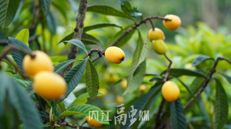 东兴水果批发市场详细地址